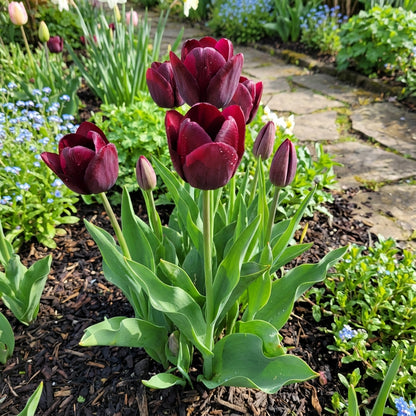 Elegant Maroon Tulip Seeds for Planting