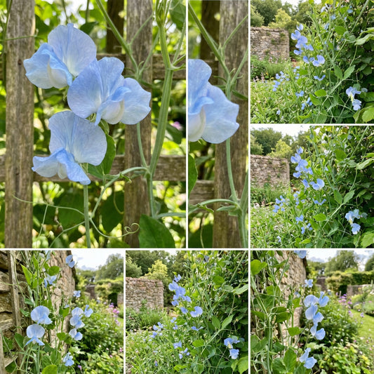 Sweet Pea Flower Seeds in Light Blue for Creating Fragrant Gardens
