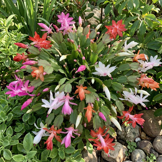 Mixed Schlumbergera Seeds for Diverse Planting