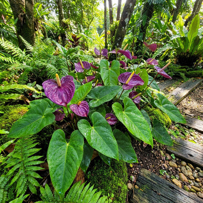 Anthurium Violet Flower Seeds for Unique Planting