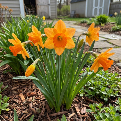 Orange Daffodil Flower Seeds - Spring Planting for Colorful Gardens