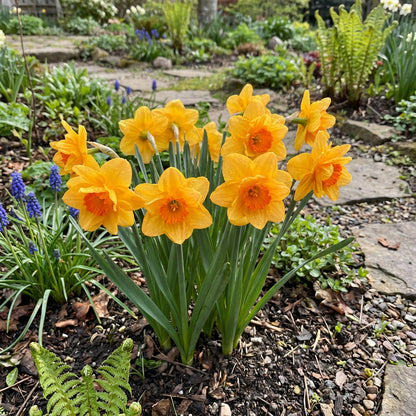 Orange Daffodil Flower Seeds - Spring Planting for Colorful Gardens