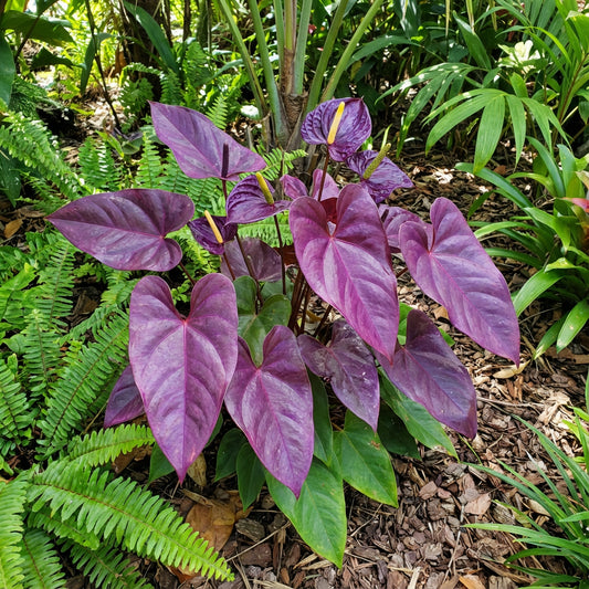 Anthurium Violet Flower Seeds for Unique Planting