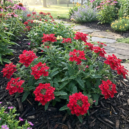 Verbena Flower Planting Seeds Red for Vibrant Blooms - Seed for Striking Color and Lush Garden Displays