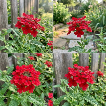 Verbena Flower Planting Seeds Red for Vibrant Blooms - Seed for Striking Color and Lush Garden Displays