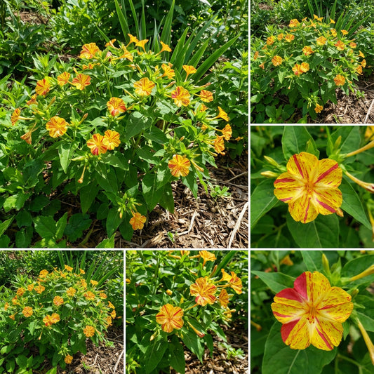 Yellow & Red Mirabilis Flower Seeds for Planting - Vibrant Blooms