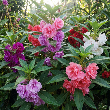 Mixed Balsam Flower Seeds for Planting