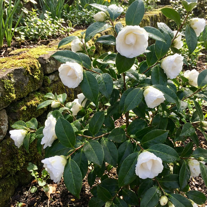 White Balsam Camellia Flower Seeds for Planting
