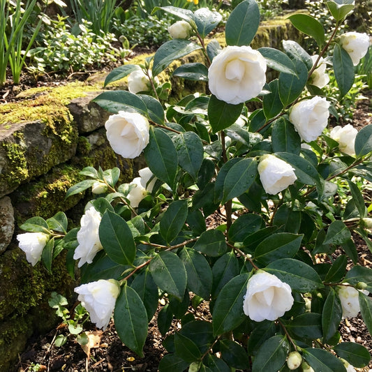 White Balsam Camellia Flower Seeds for Planting