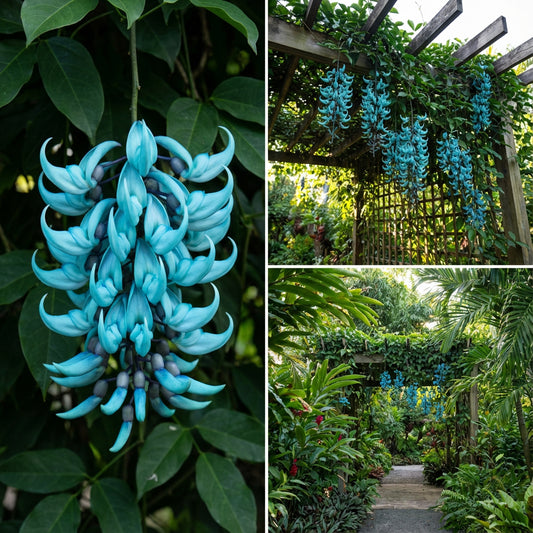 Strongylodon Macrobotrys Flower Seeds Planting Sky Blue