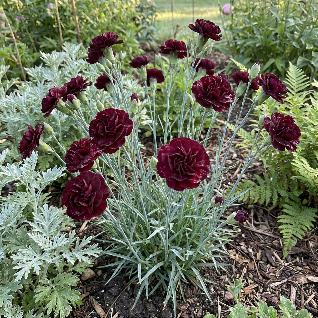 Premium Carnation Seeds for Planting - Dark Flower Variety