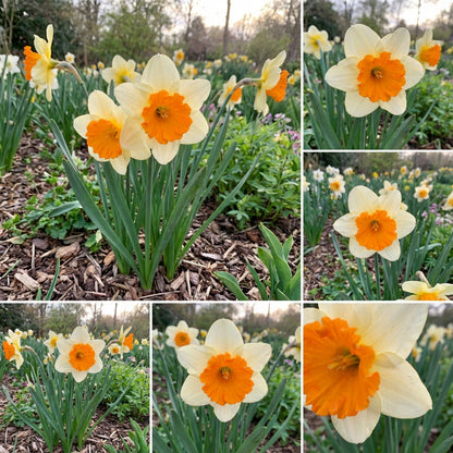 Daffodil Seeds: Orange Variety for Planting