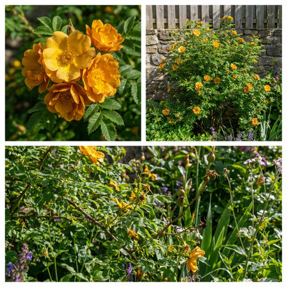 Dark Yellow Rosa Xanthina Flower Seeds for Planting