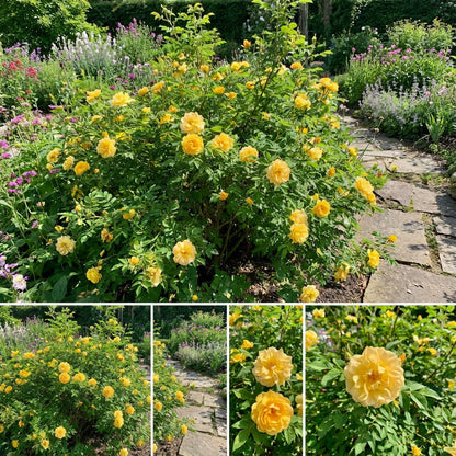 Dark Yellow Rosa Xanthina Flower Seeds for Planting