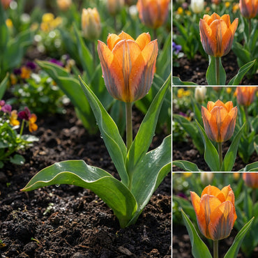 Orange Gray Tulip Flower Seeds for Planting: Vibrant Blooms for Your Garden