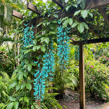 Strongylodon Macrobotrys Flower Seeds Planting Orange