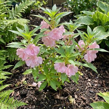 Balsam Flower Seeds for Planting - Baby Pink