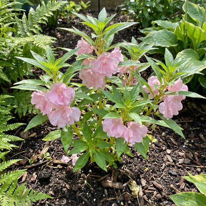 Balsam Flower Seeds for Planting - Baby Pink