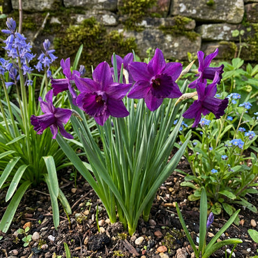 Purple Daffodil Flower Seeds for Easy Planting