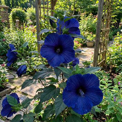Dark Blue Hibiscus Flower Seeds for Planting - Vibrant Blooms