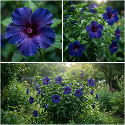 Dark Blue Hibiscus Flower Seeds for Planting - Vibrant Blooms