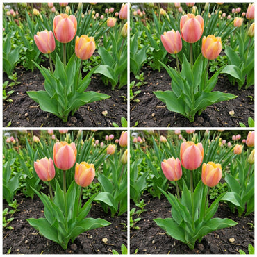 Pink and Yellow Tulip Flower Seeds for Planting - Beautiful Spring Blooms for Your Garden