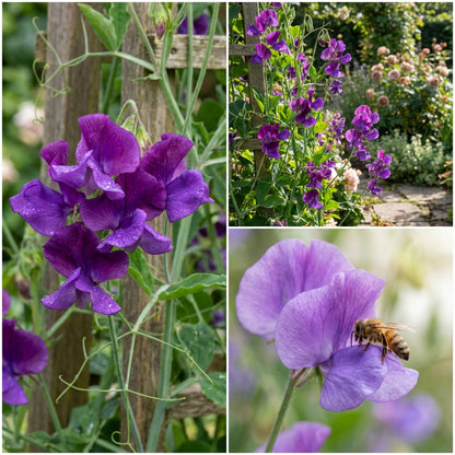 Sweet Pea Flower Seeds Planting Violet