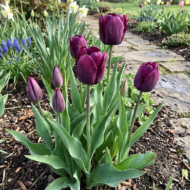 Purple Tulip Seeds for Planting