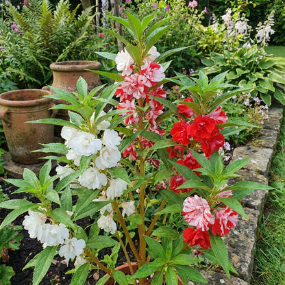 Balsam Flower Seeds for Planting - Red and White Mix