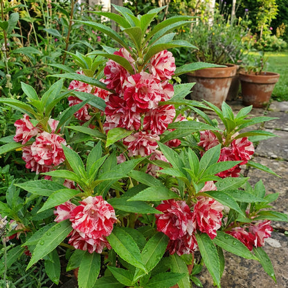 Balsam Flower Seeds for Planting - Red and White Mix