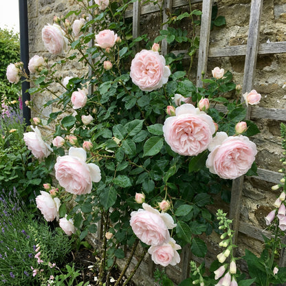 Light Pink Climbing Rose Seeds for Easy Planting