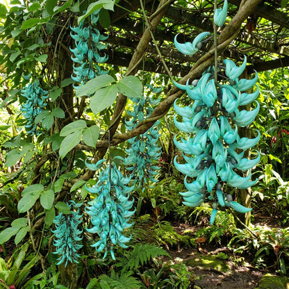 Strongylodon Macrobotrys Flower Seeds Planting Light Green