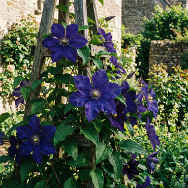 Dark Blue Clematis Flower Seeds for Planting