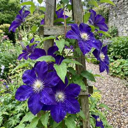 Dark Blue Clematis Flower Seeds for Planting