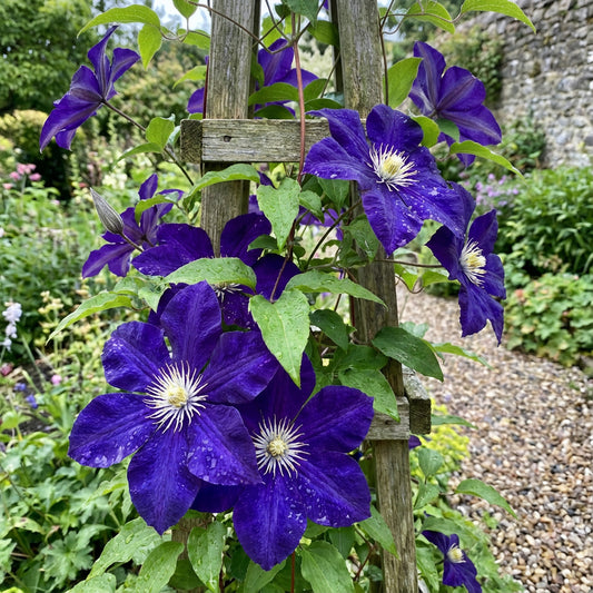 Dark Blue Clematis Flower Seeds for Planting