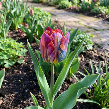 Rainbow Tulip Flower Seeds for Planting