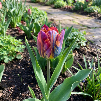 Rainbow Tulip Flower Seeds for Planting