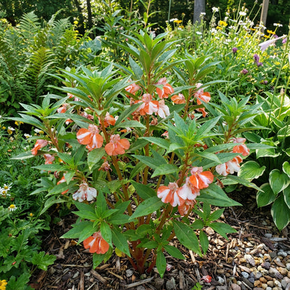 Balsam Flower Seeds for Planting - Vibrant Orange and White Blooms