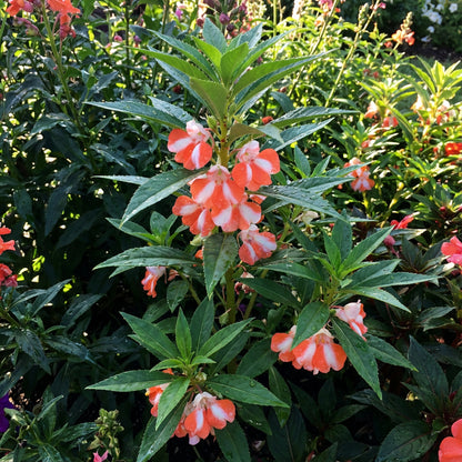 Balsam Flower Seeds for Planting - Vibrant Orange and White Blooms