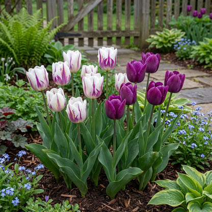 White & Violet Tulip Flower Seeds for Planting