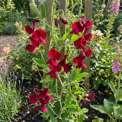Sweet Pea Flower Seeds Planting Red