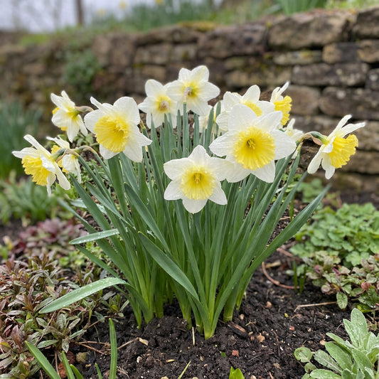White and Yellow Daffodil Flower Seeds for Planting