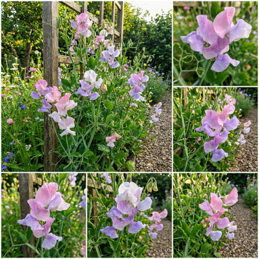 Sweet Pea Flower Seeds Planting - Seed for Elegant Blooms and Fragrant Vines in Your Garden