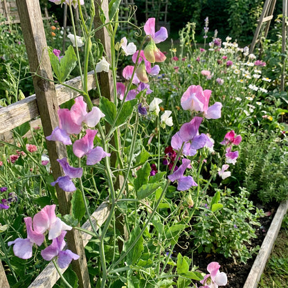 Sweet Pea Flower Seeds Planting - Seed for Elegant Blooms and Fragrant Vines in Your Garden