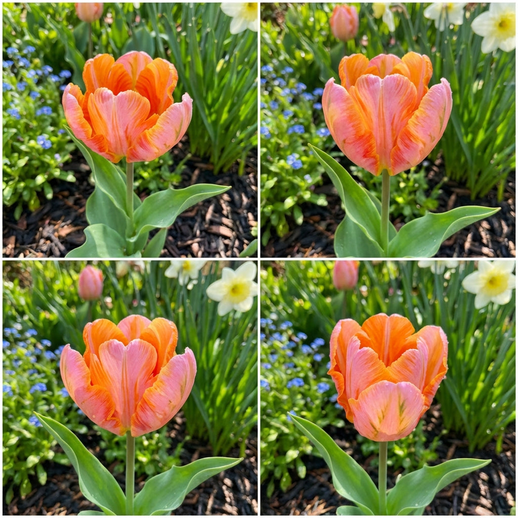 Orange and Pink Tulip Flower Seeds for Planting