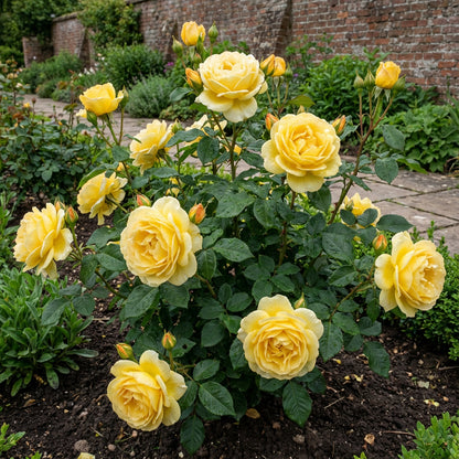Yellow Rose Planting Seeds for Gorgeous Garden Displays