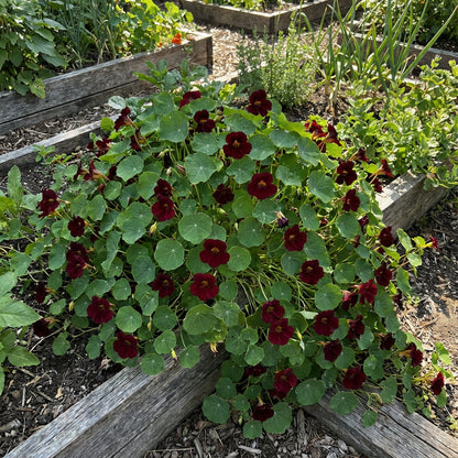 Semi di Fiore di Nasturzio Rosso Scuro per Piantagione Facile