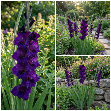 Dark Purple Gladiolus Flower Seeds for Planting - Elegant Blooms for Your Garden