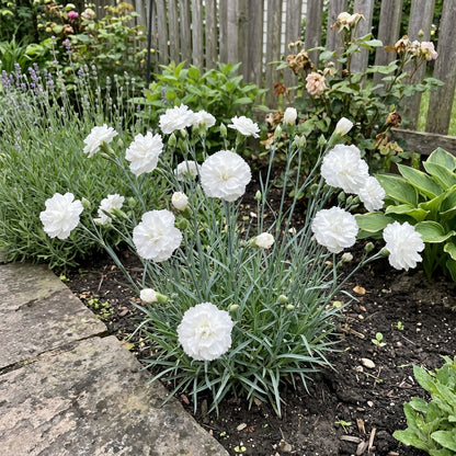 White Carnation Flower Seeds for Planting