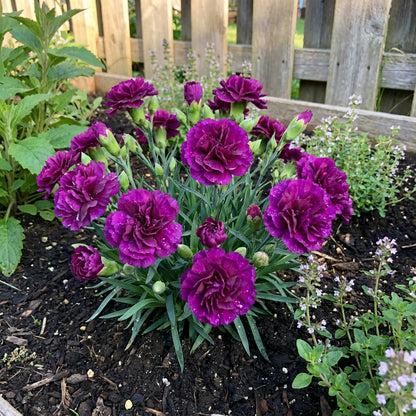 Violet Carnation Flower Seeds for Easy Planting